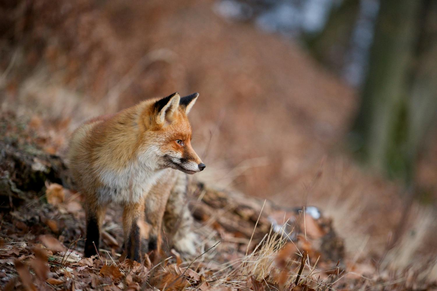 shutterstock 1569322207 1 kettu metsässä